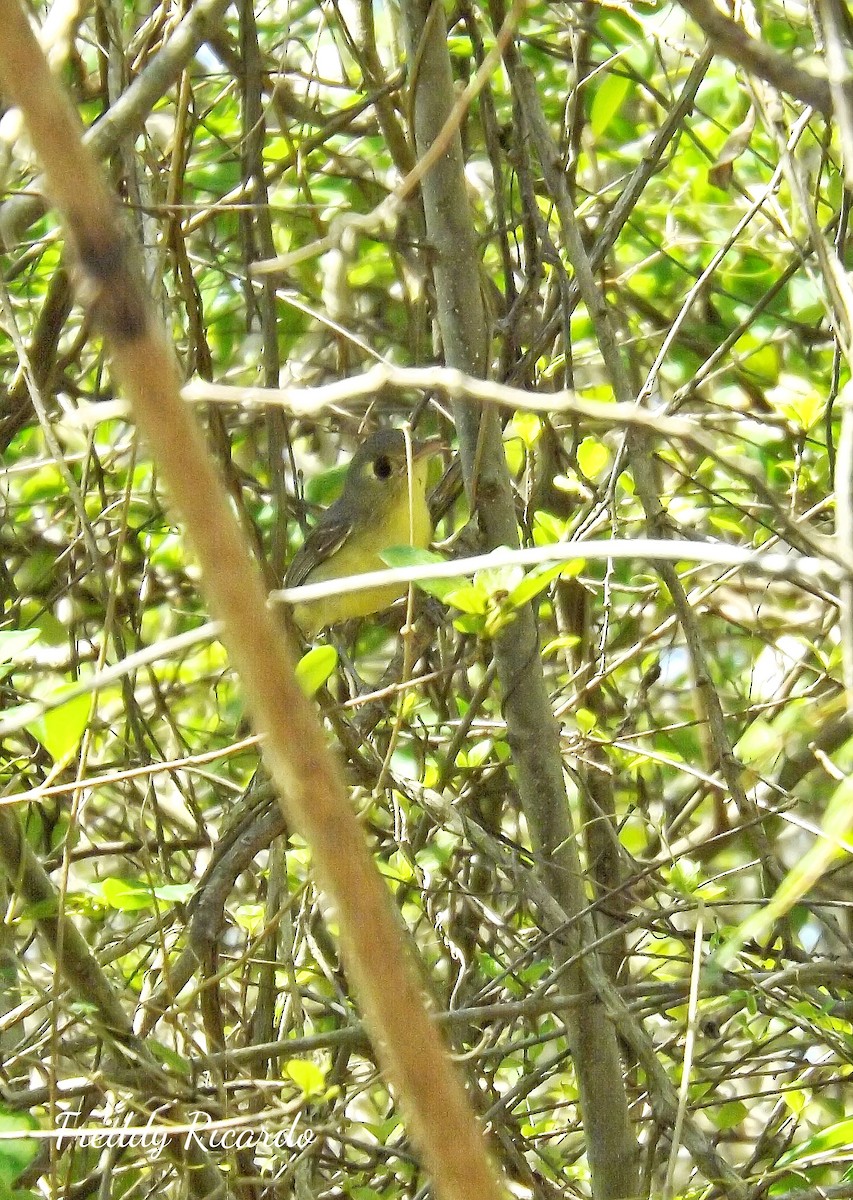 Cuban Vireo - ML635866139