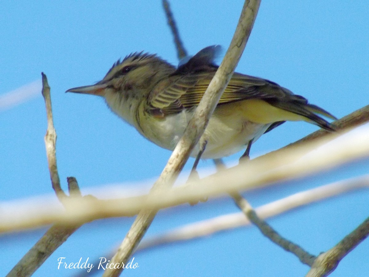 Black-whiskered Vireo - ML635866170