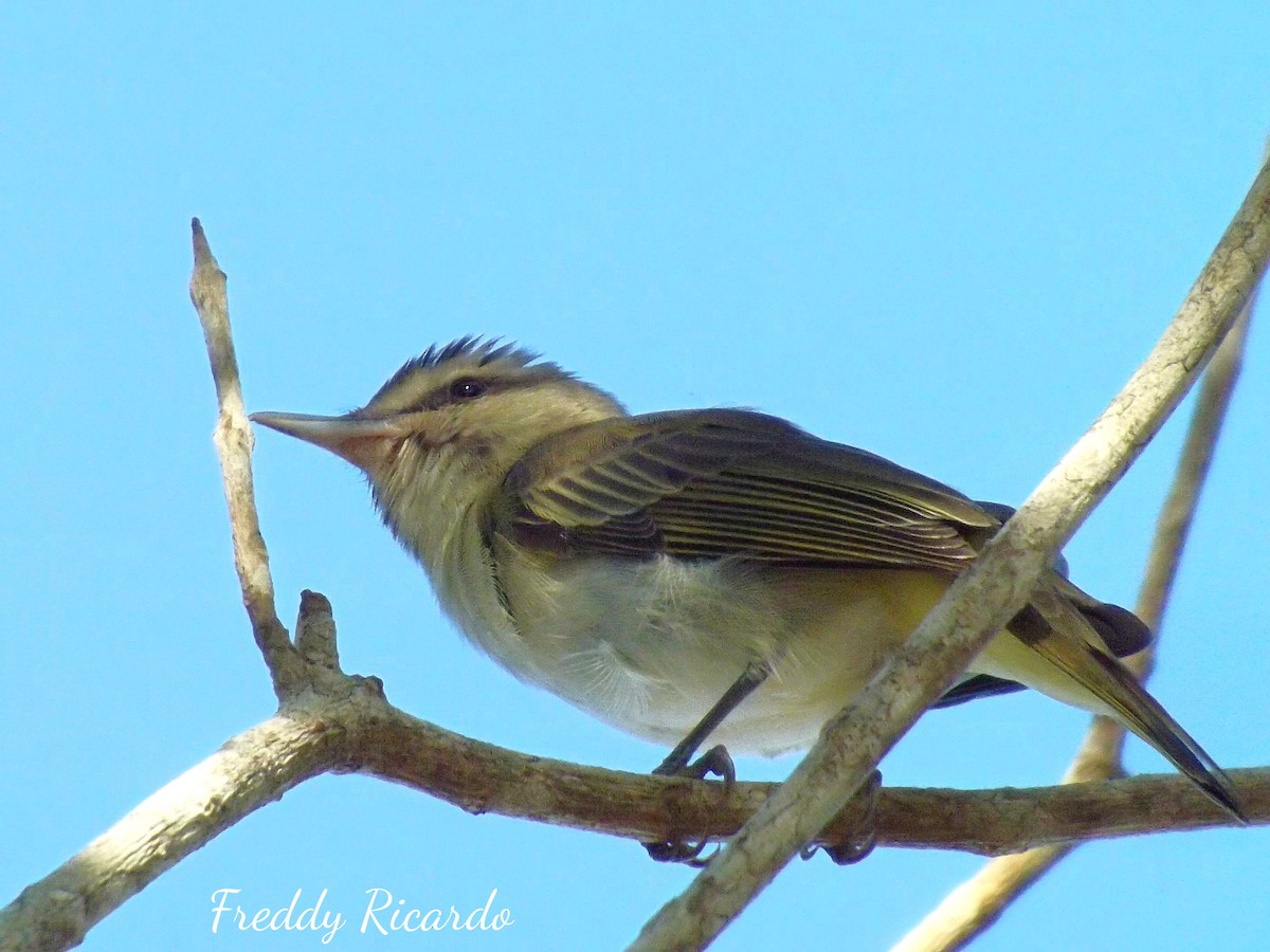Black-whiskered Vireo - ML635866179