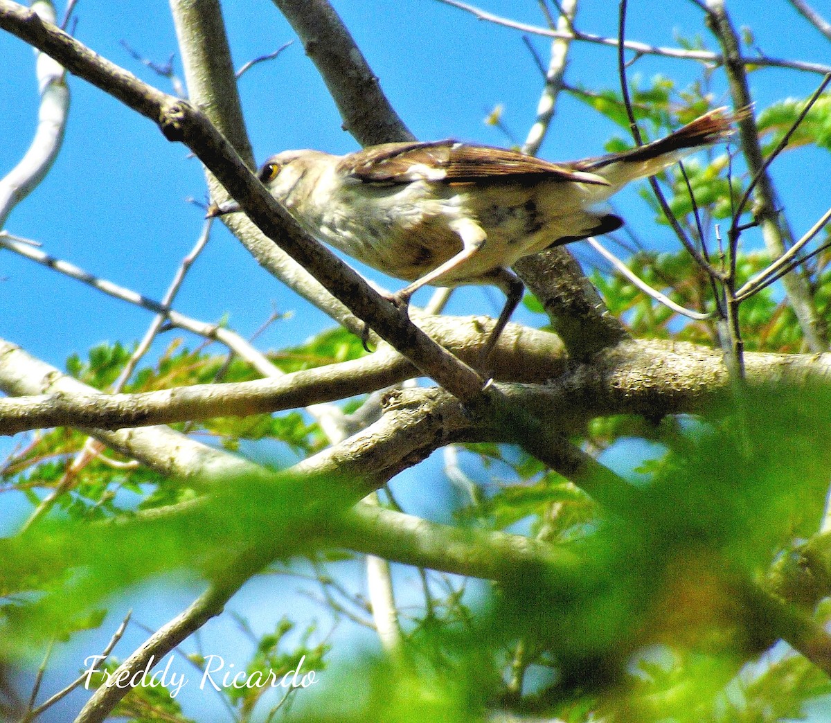 Northern Mockingbird - ML635866193