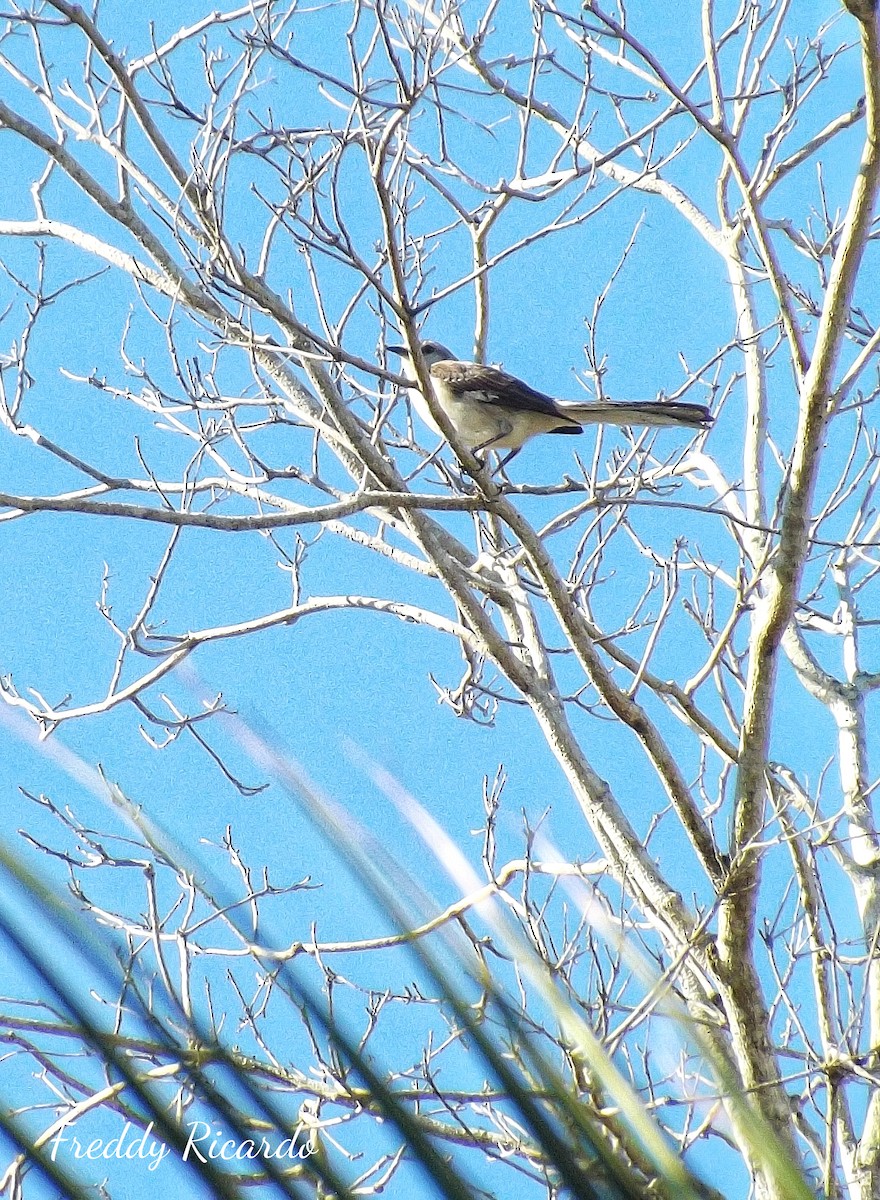 Northern Mockingbird - ML635866200