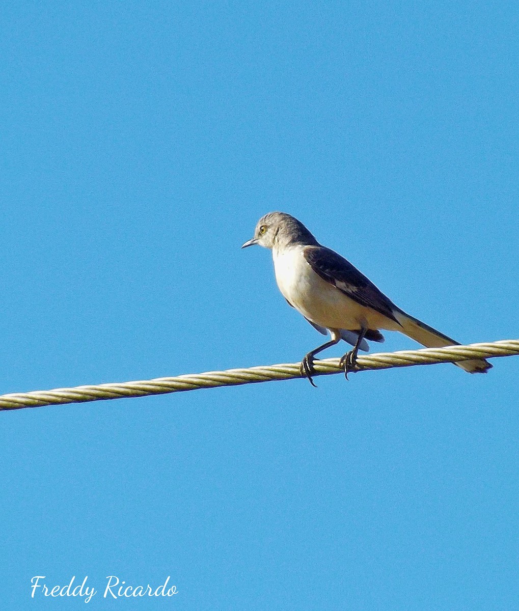 Northern Mockingbird - ML635866219