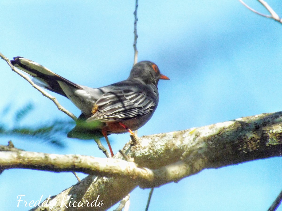 Western Red-legged Thrush - ML635866235