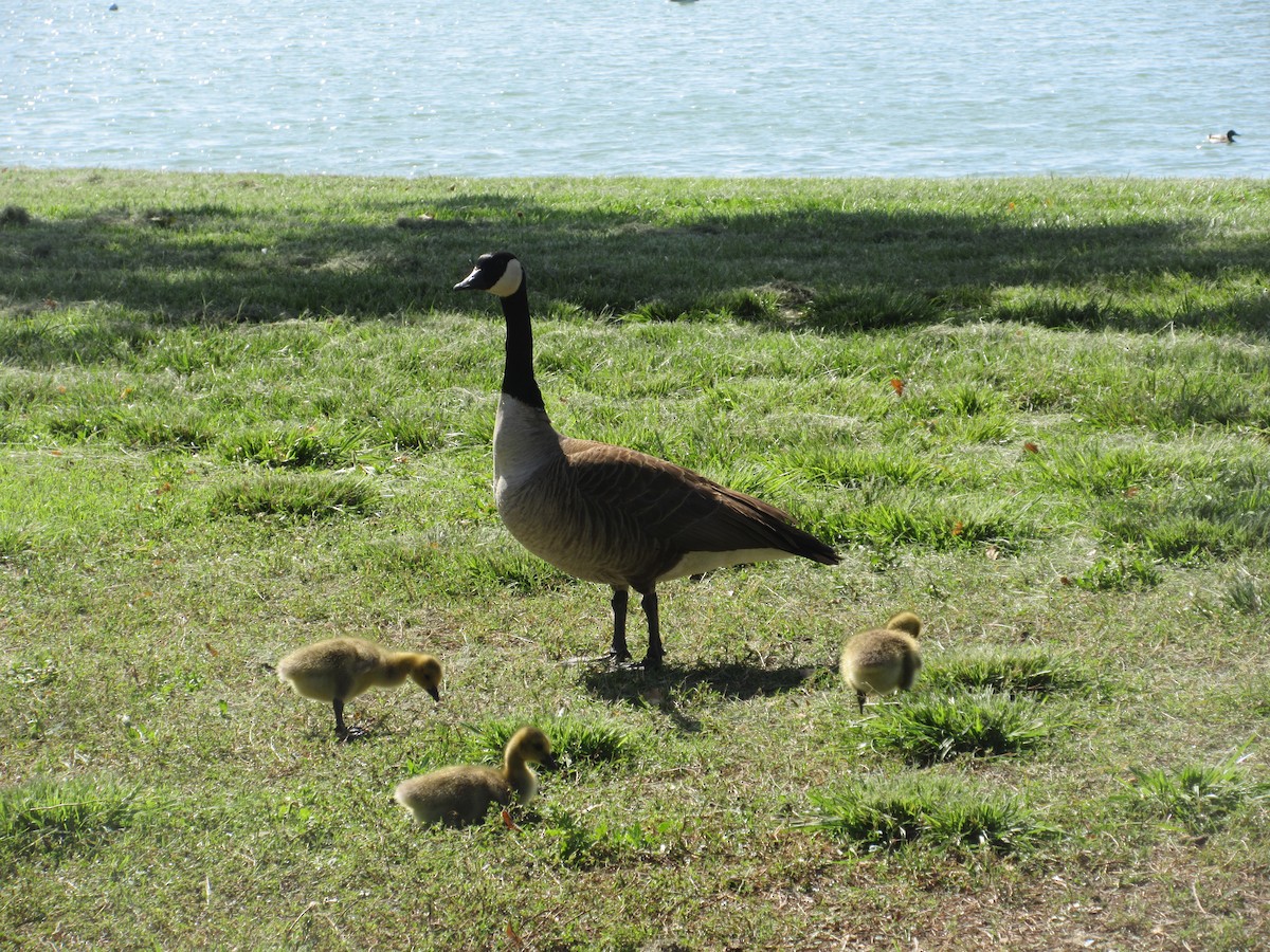 Canada Goose - ML635866238