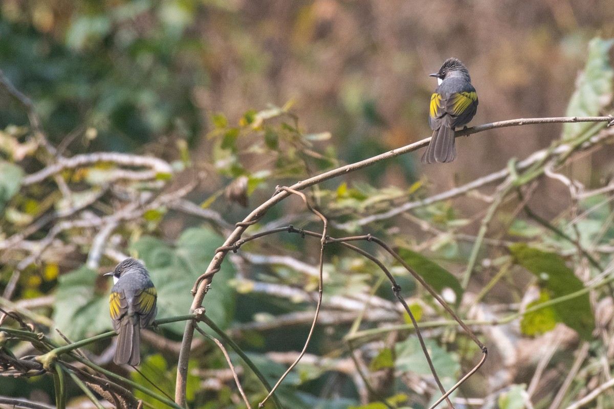 Ashy Bulbul - ML635866258