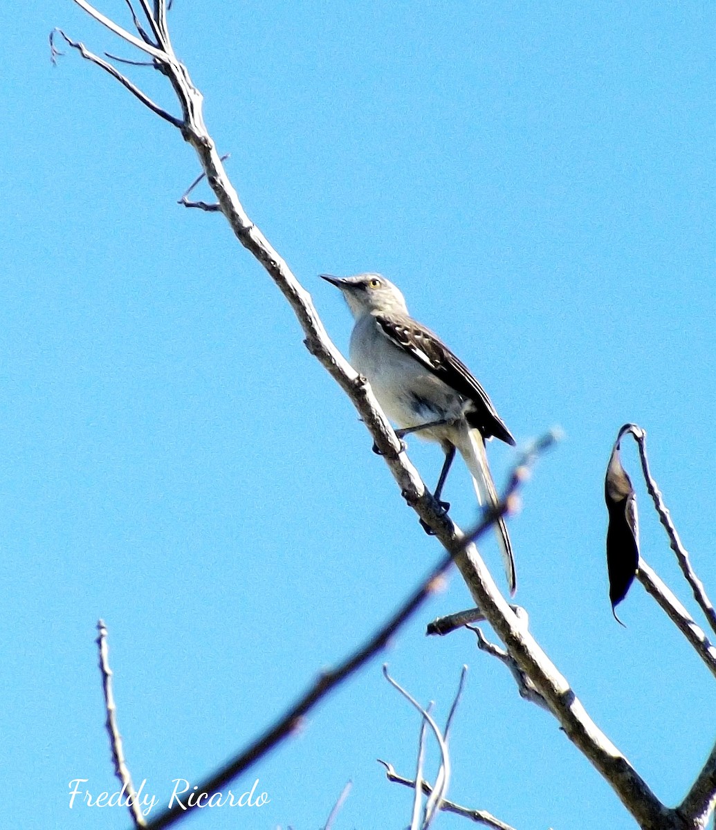 Northern Mockingbird - ML635866270