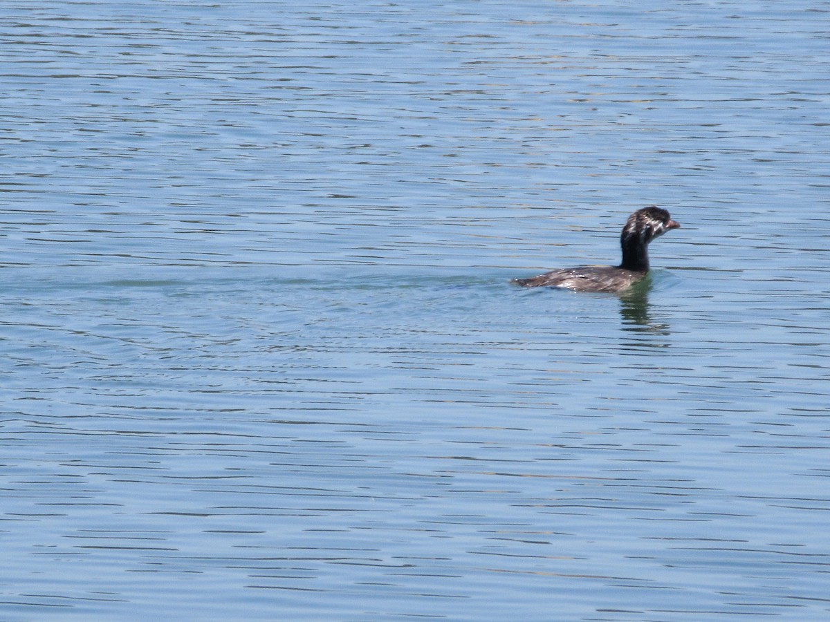 Pied-billed Grebe - ML635866281