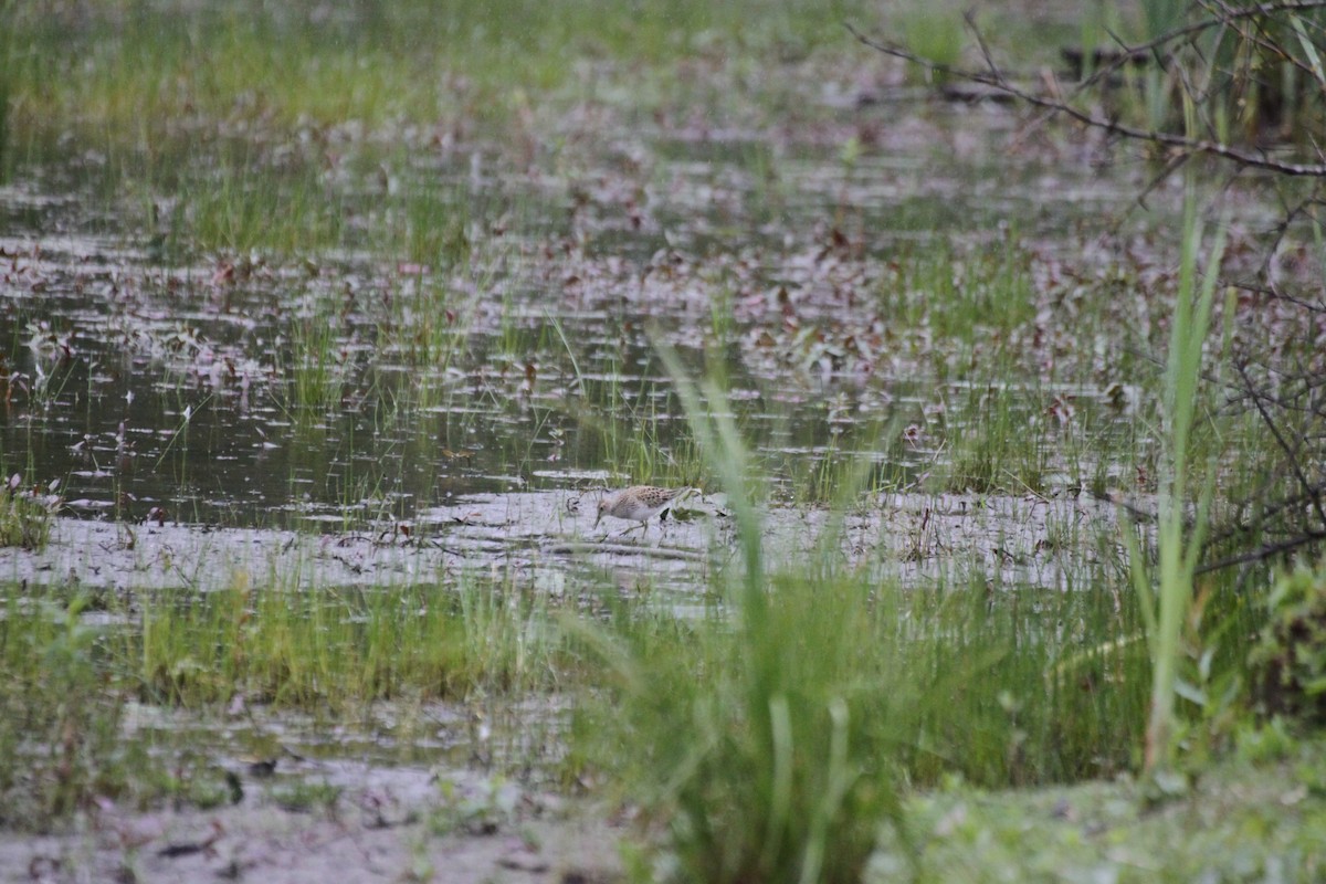 Дутыш - ML635866288