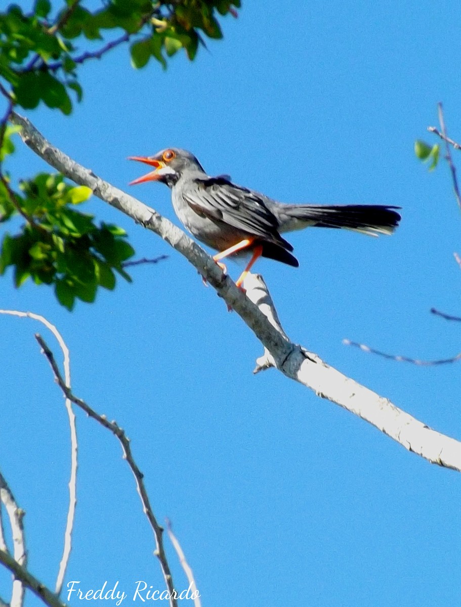 Western Red-legged Thrush - ML635866315
