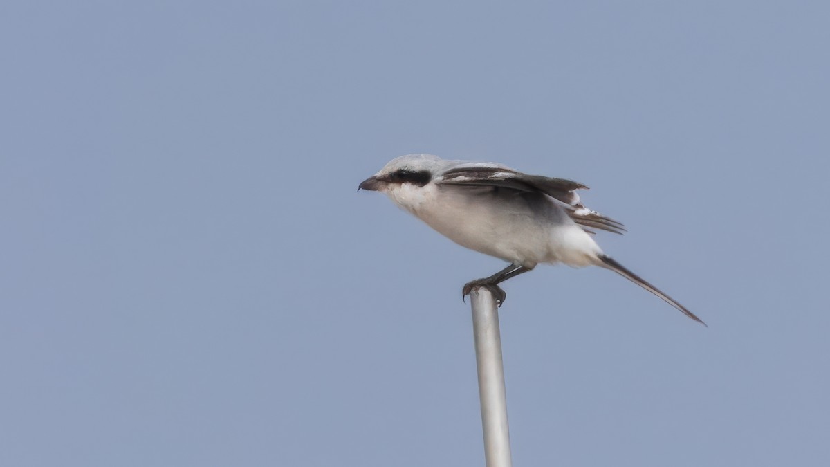 Great Gray Shrike (Great Gray) - ML635866319