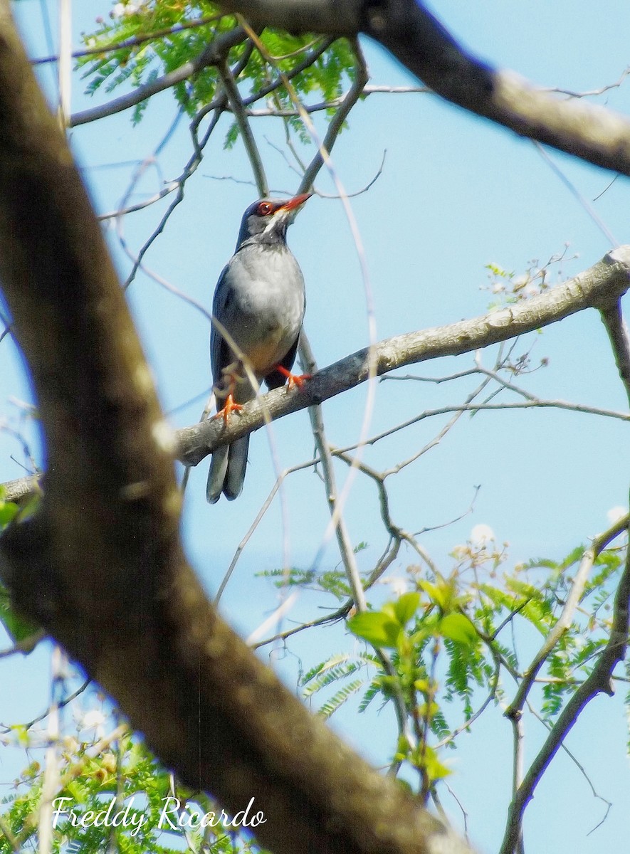 Western Red-legged Thrush - ML635866326