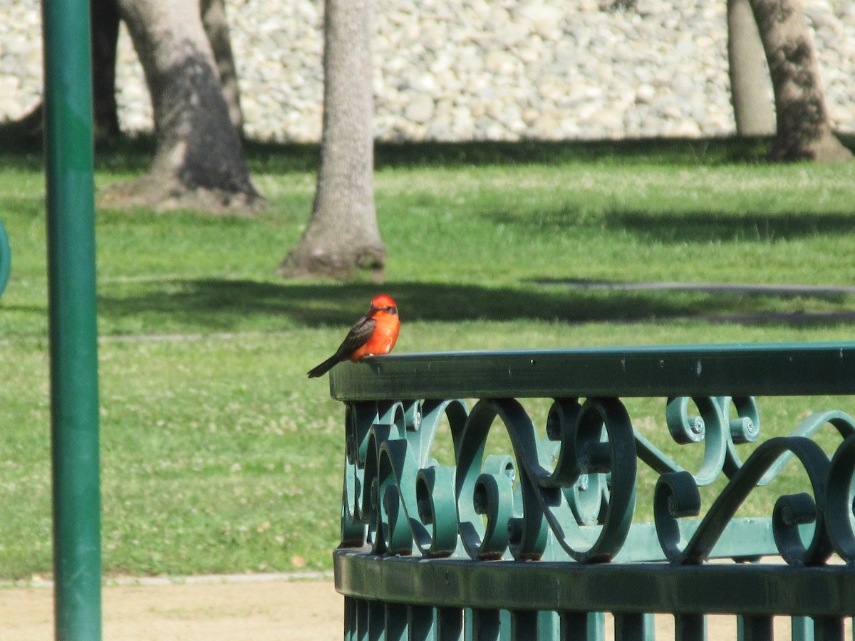 Vermilion Flycatcher - ML635866329