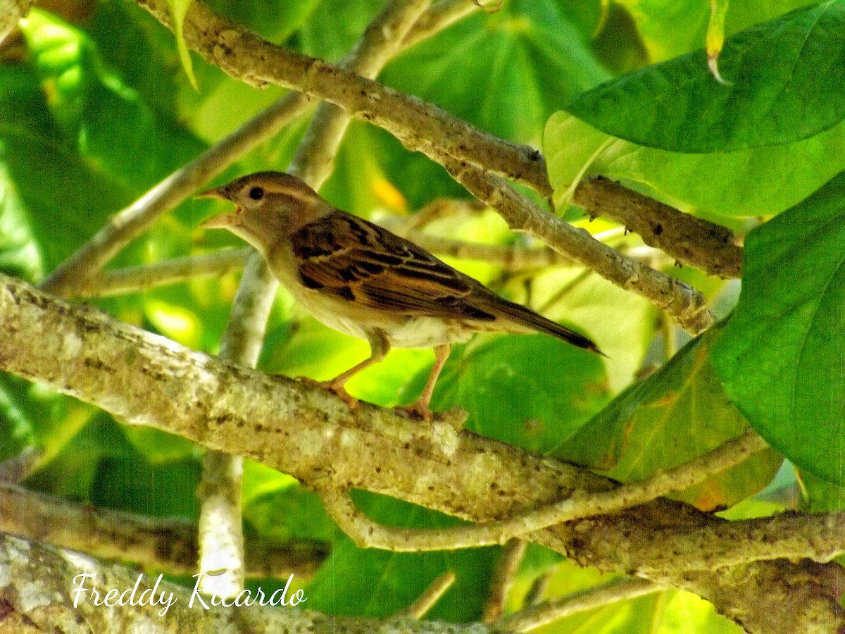 House Sparrow - ML635866341