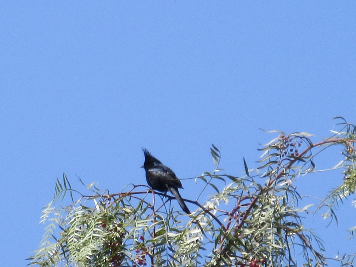 Phainopepla - ML635866350