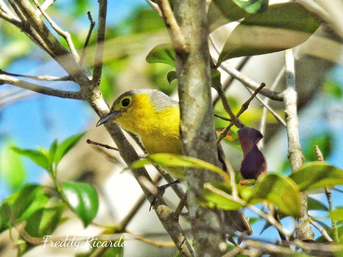 Oriente Warbler - ML635866352