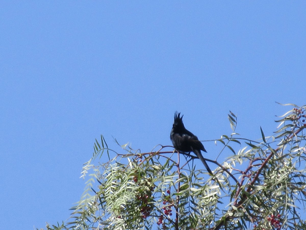 Phainopepla - ML635866355