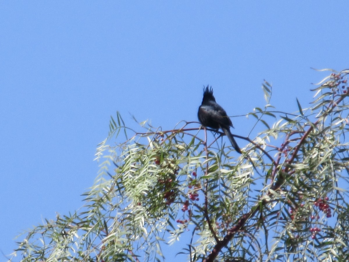Phainopepla - ML635866358