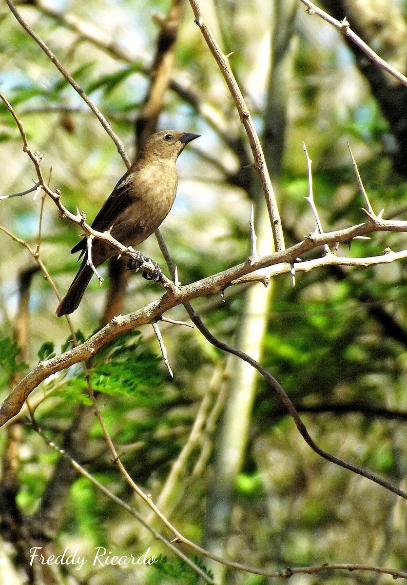 Shiny Cowbird - ML635866361