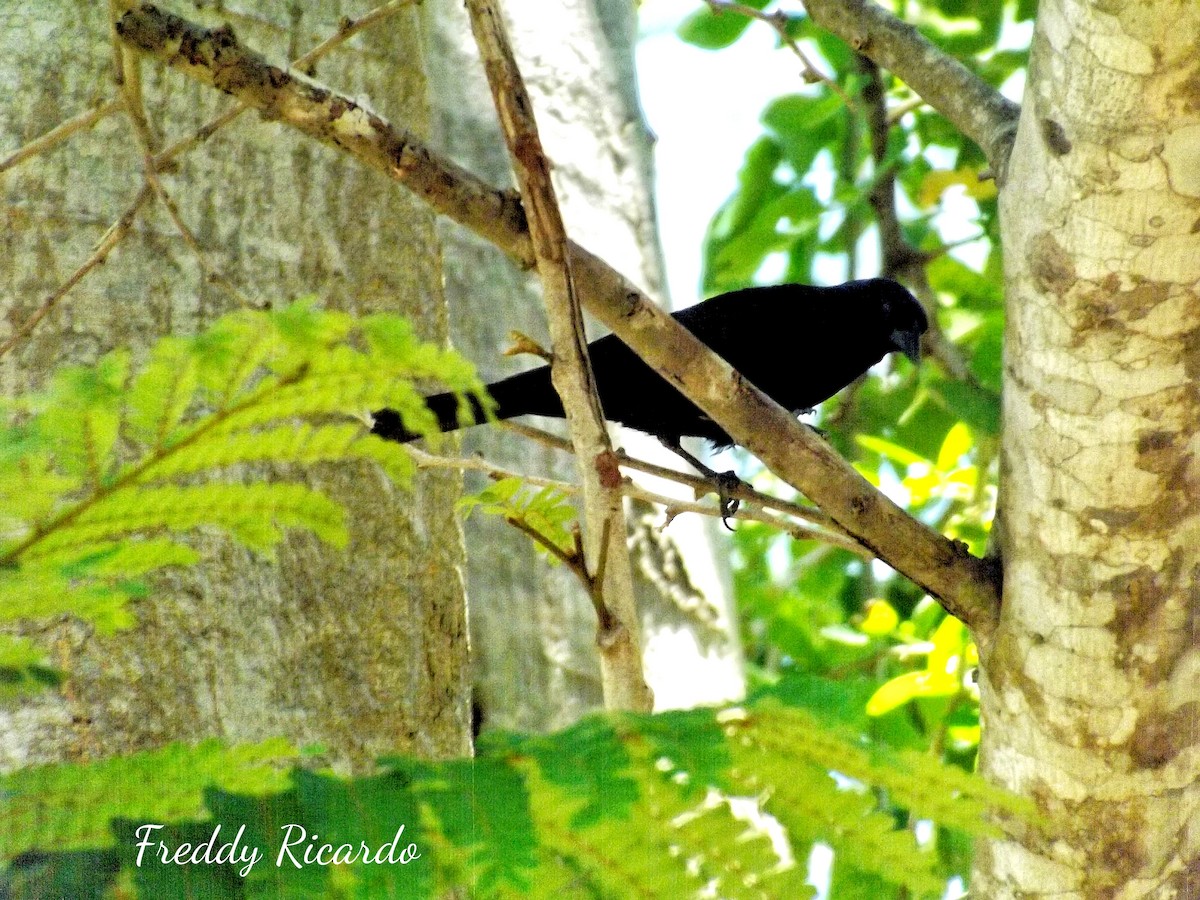 Cuban Blackbird - ML635866385