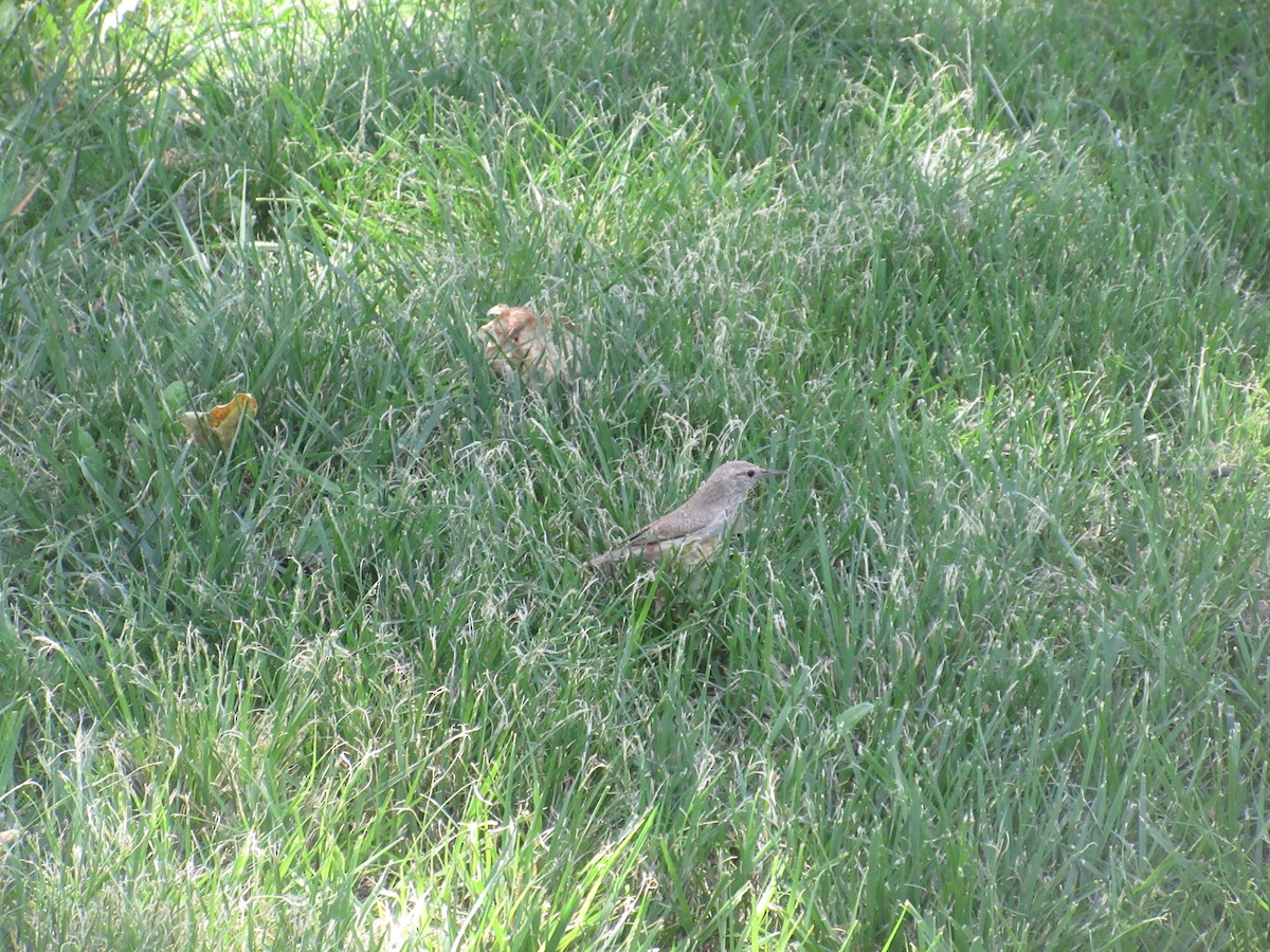 Rock Wren - ML635866397
