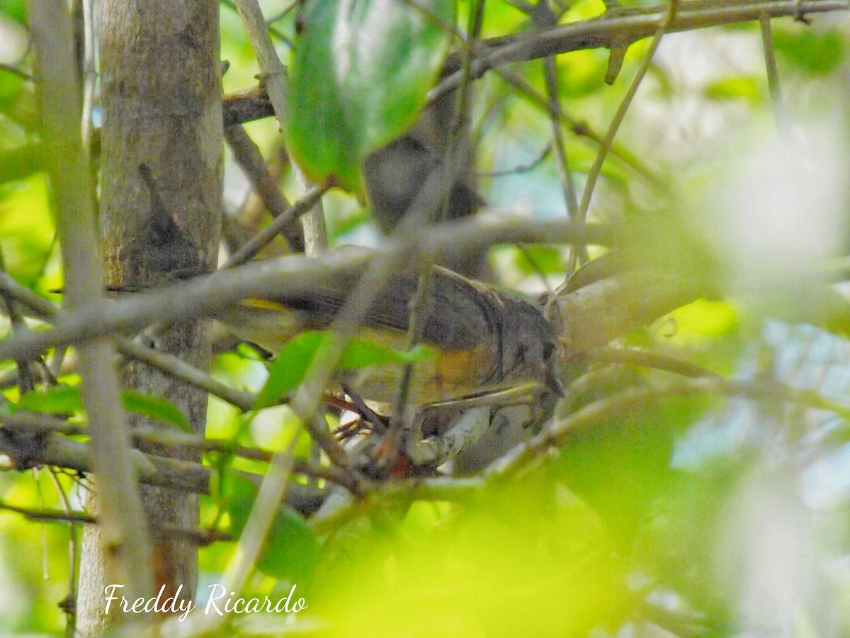American Redstart - ML635866404