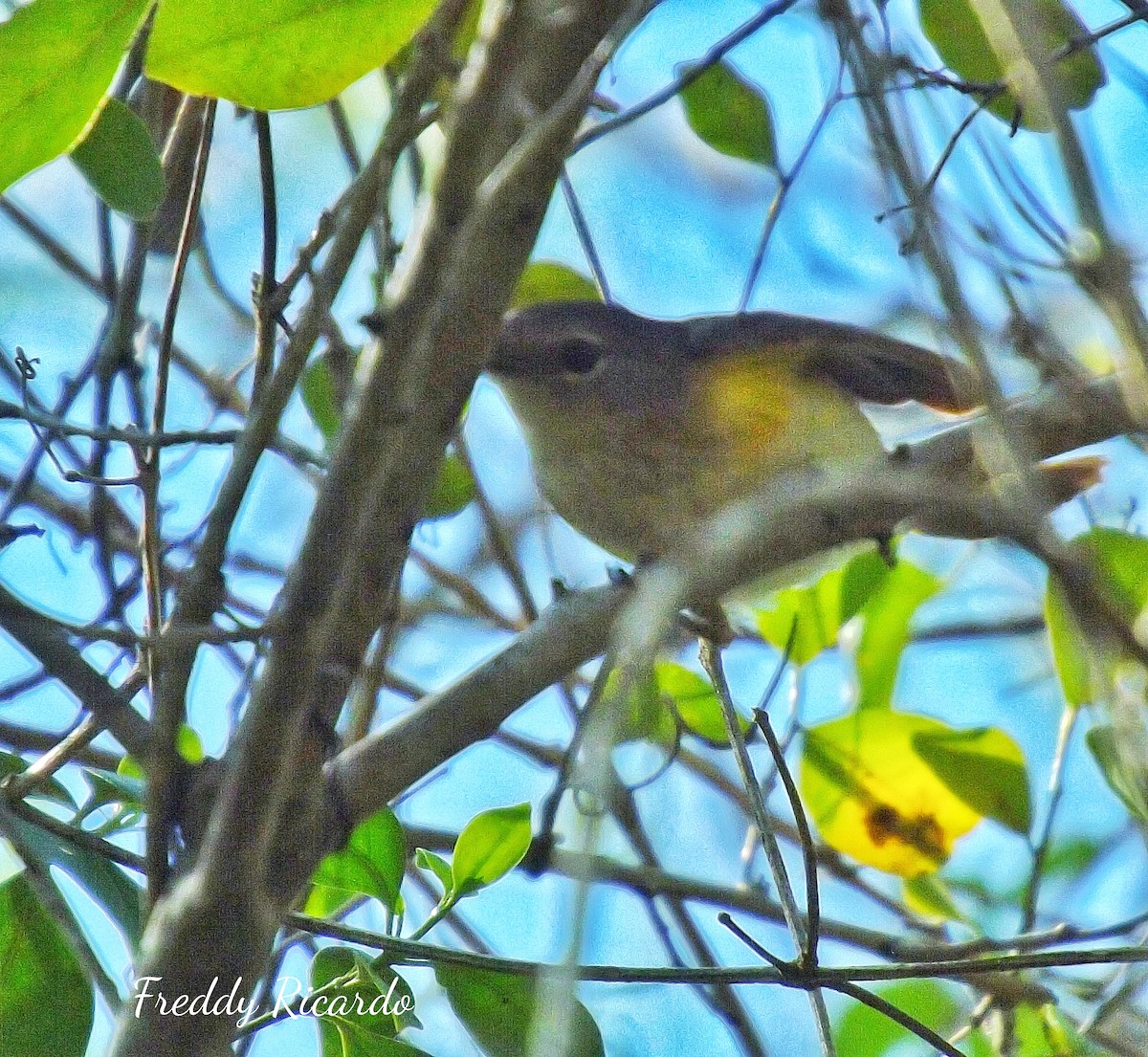 American Redstart - ML635866405