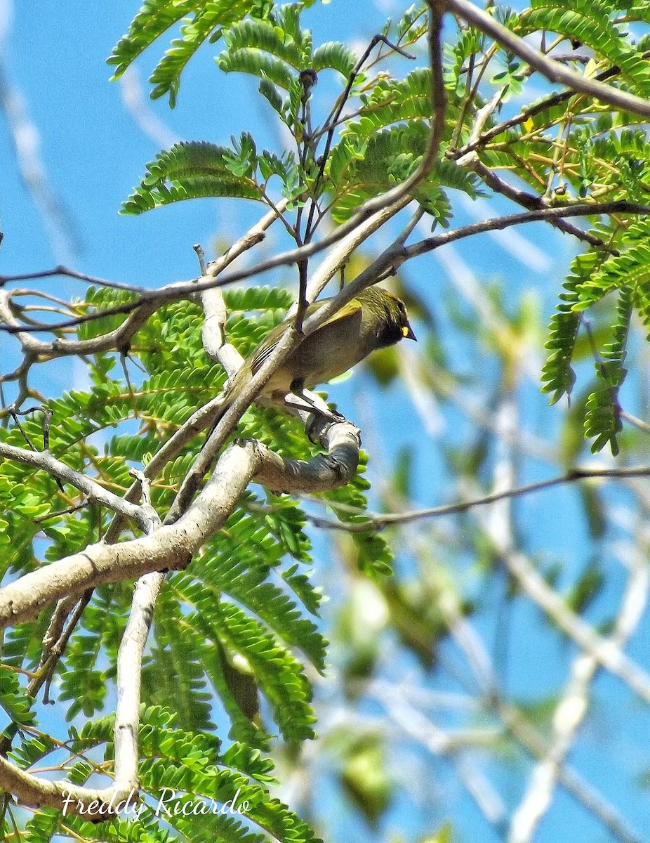 Yellow-faced Grassquit - ML635866434