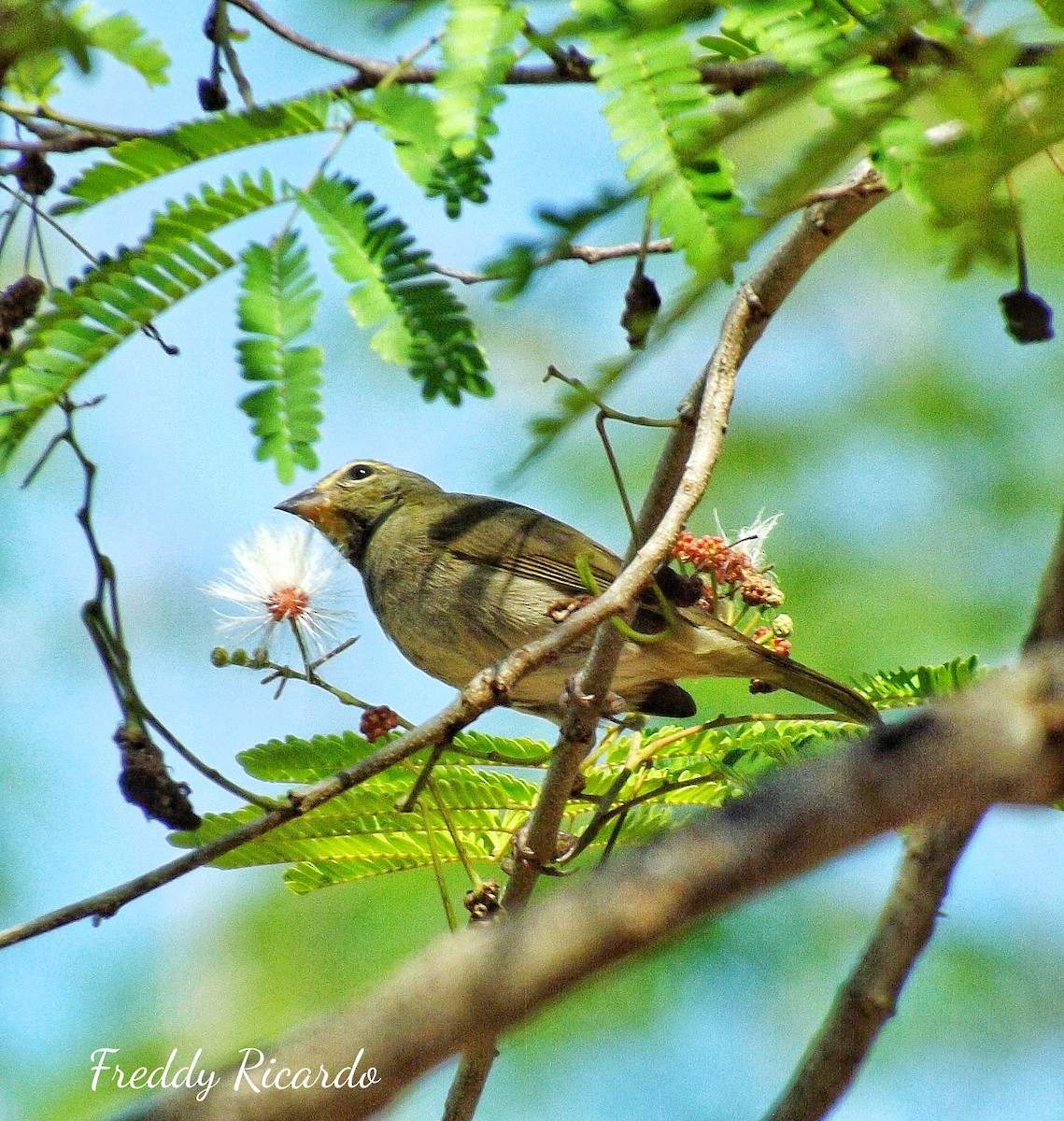 Yellow-faced Grassquit - ML635866437