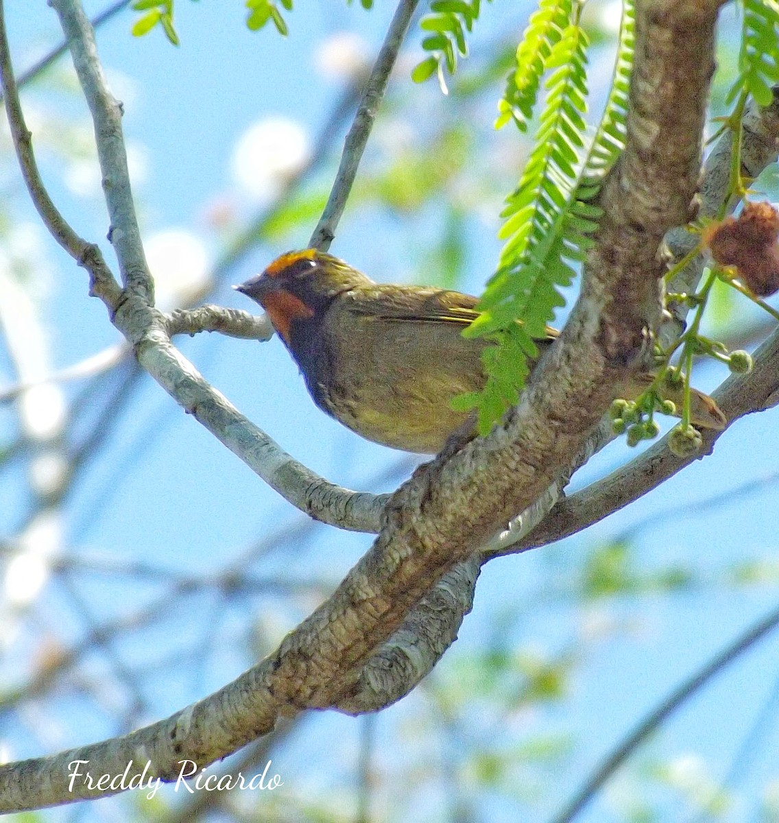 Yellow-faced Grassquit - ML635866438