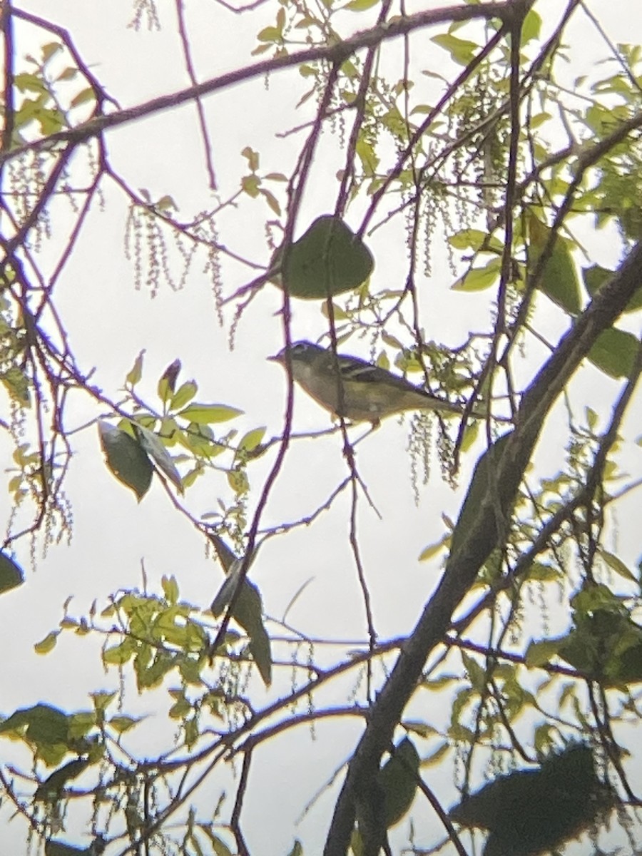 Blue-headed Vireo - ML635866490