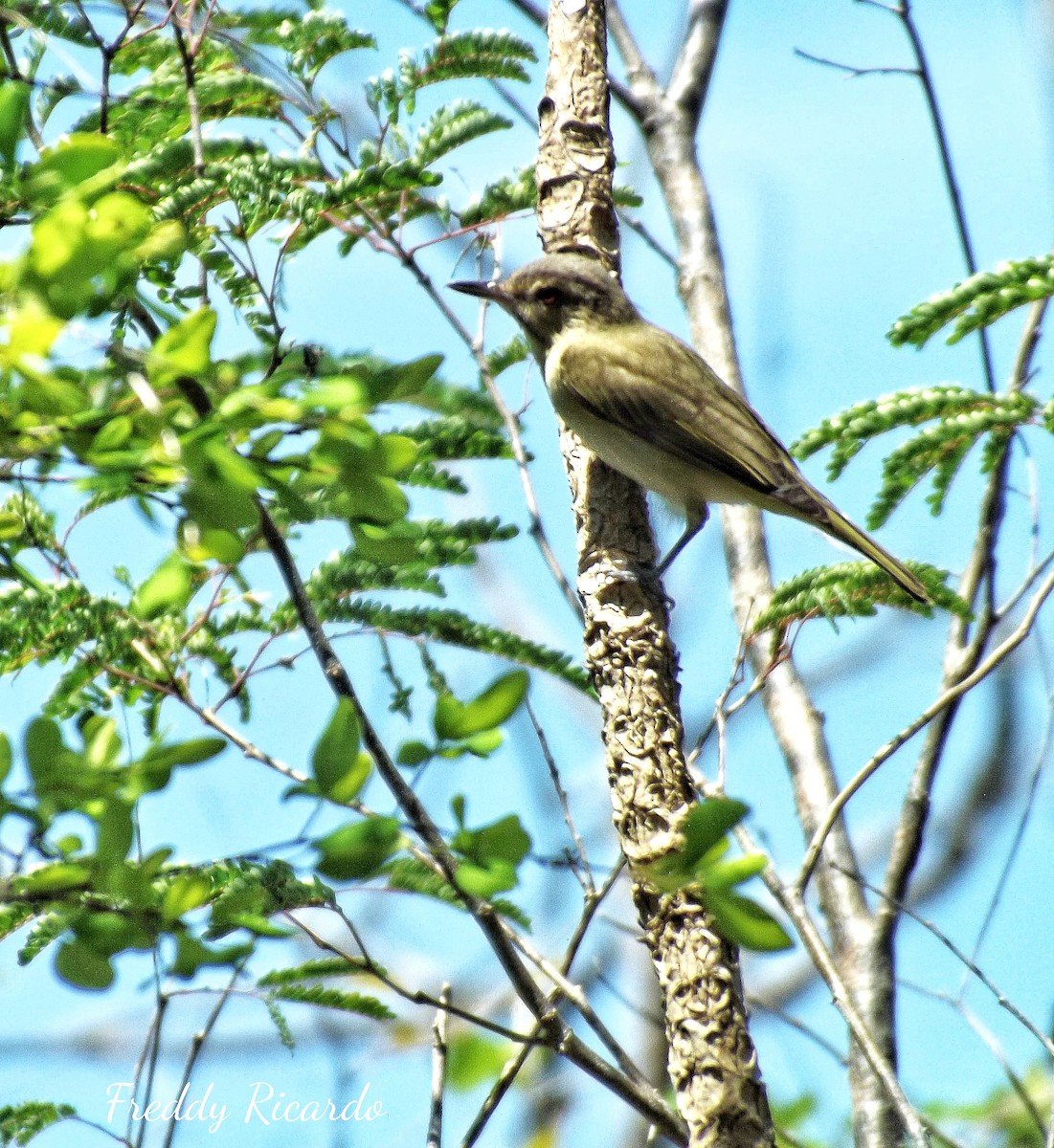 Black-whiskered Vireo - ML635866492