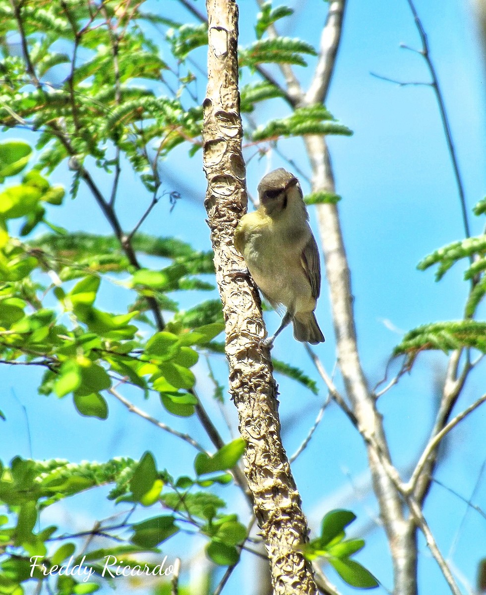 Black-whiskered Vireo - ML635866495