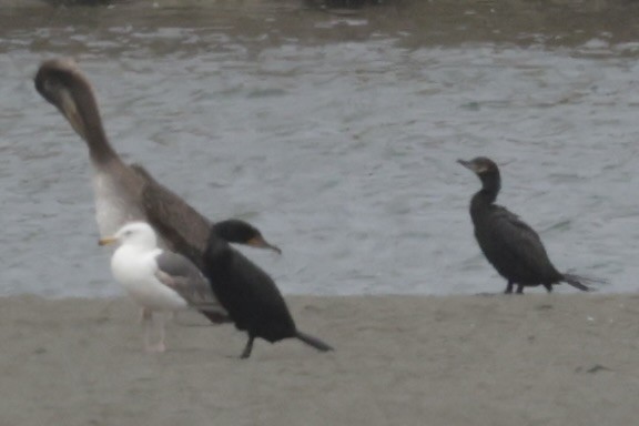 Neotropic Cormorant - ML635866508