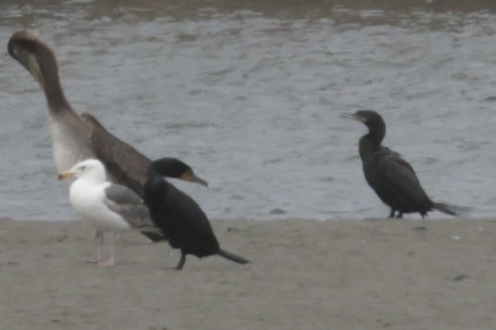 Neotropic Cormorant - ML635866509