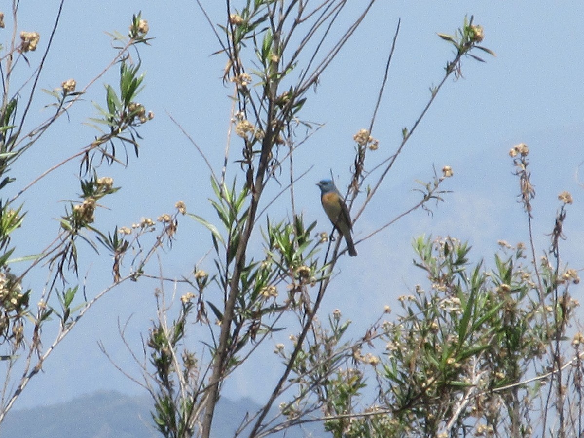 Lazuli Bunting - ML635866510