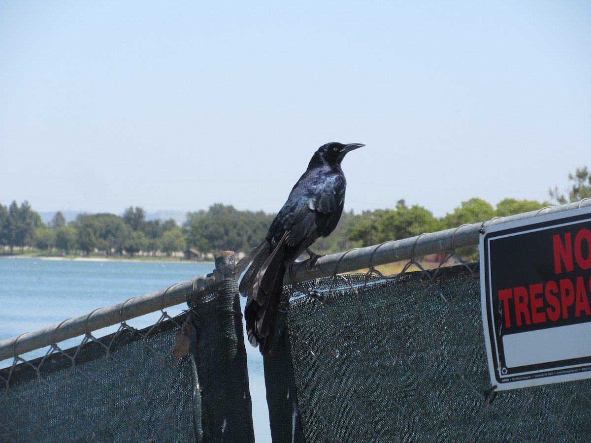 Great-tailed Grackle - ML635866593