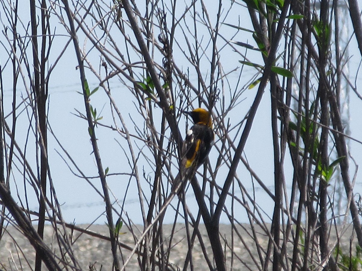 Hooded Oriole - ML635866598