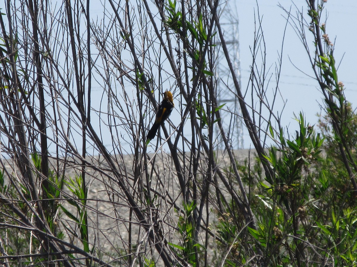Hooded Oriole - ML635866617