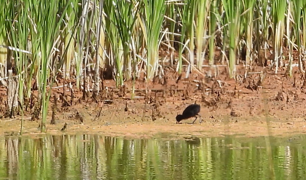 Virginia Rail - ML635866619