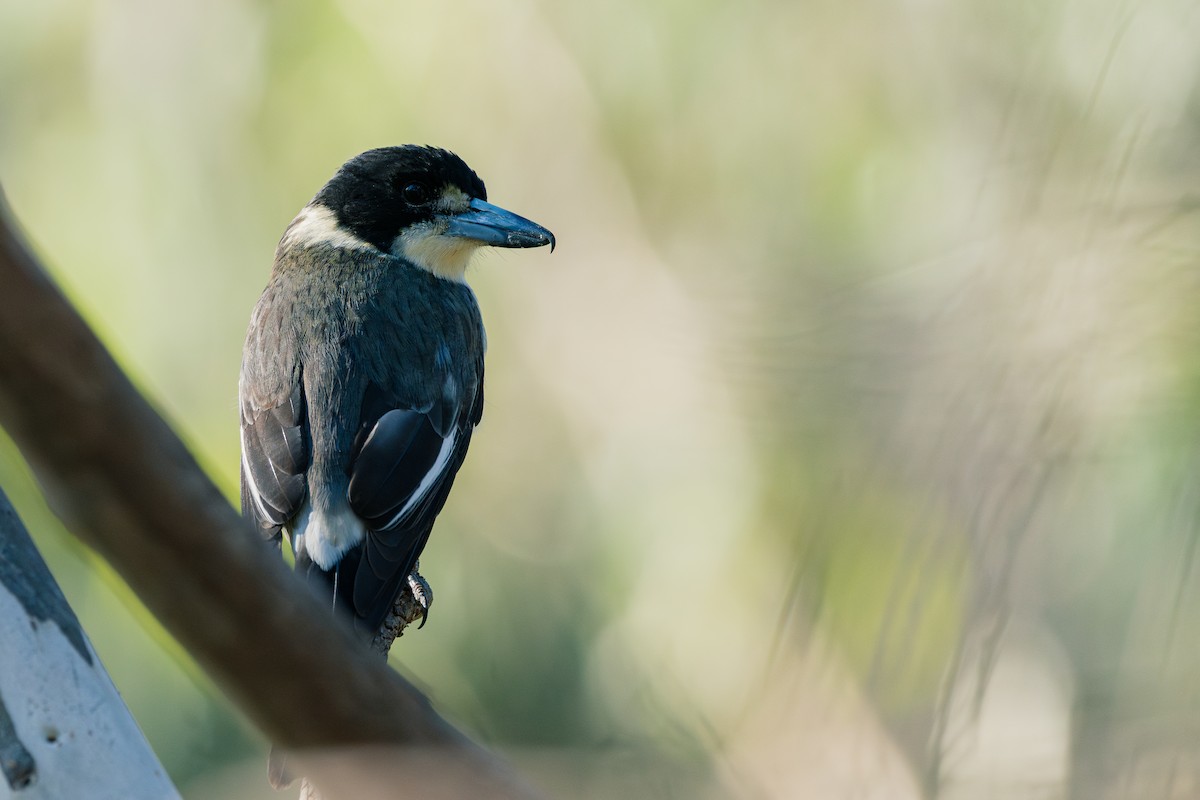 Gray Butcherbird - ML635866624