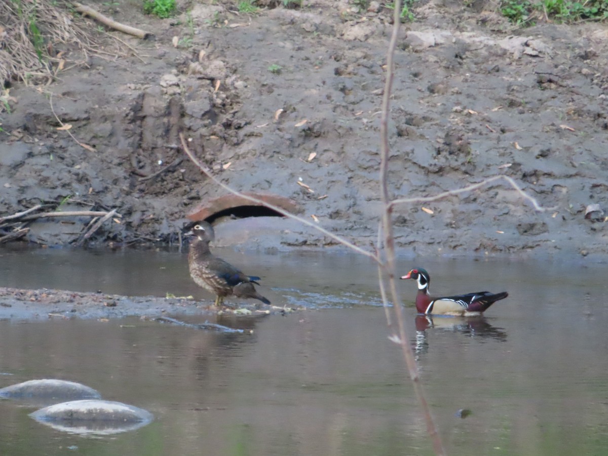 Orman Ördeği - ML635866627