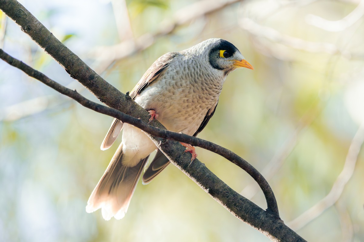 Noisy Miner - ML635866645