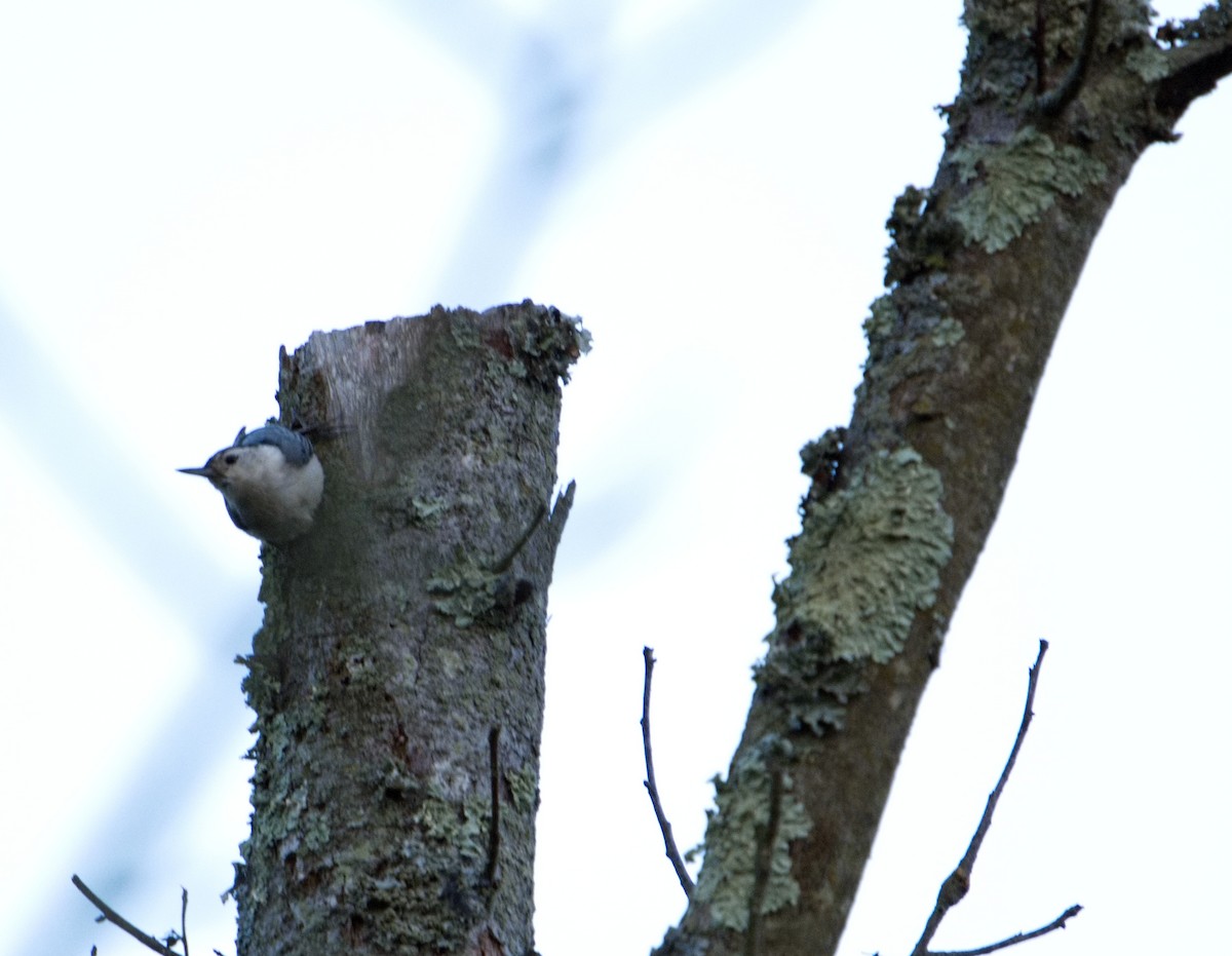 White-breasted Nuthatch - ML635866673