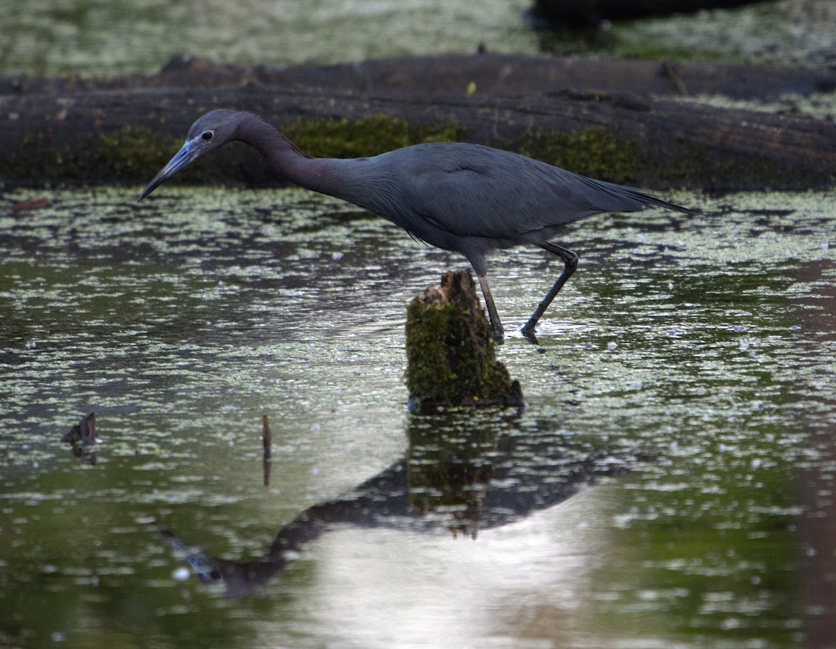 Little Blue Heron - ML635866677