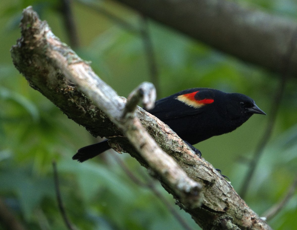 Red-winged Blackbird - ML635866681