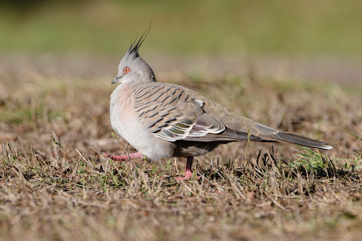 Crested Pigeon - ML635866701