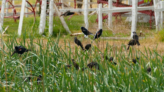 Tricolored Blackbird - ML635866707