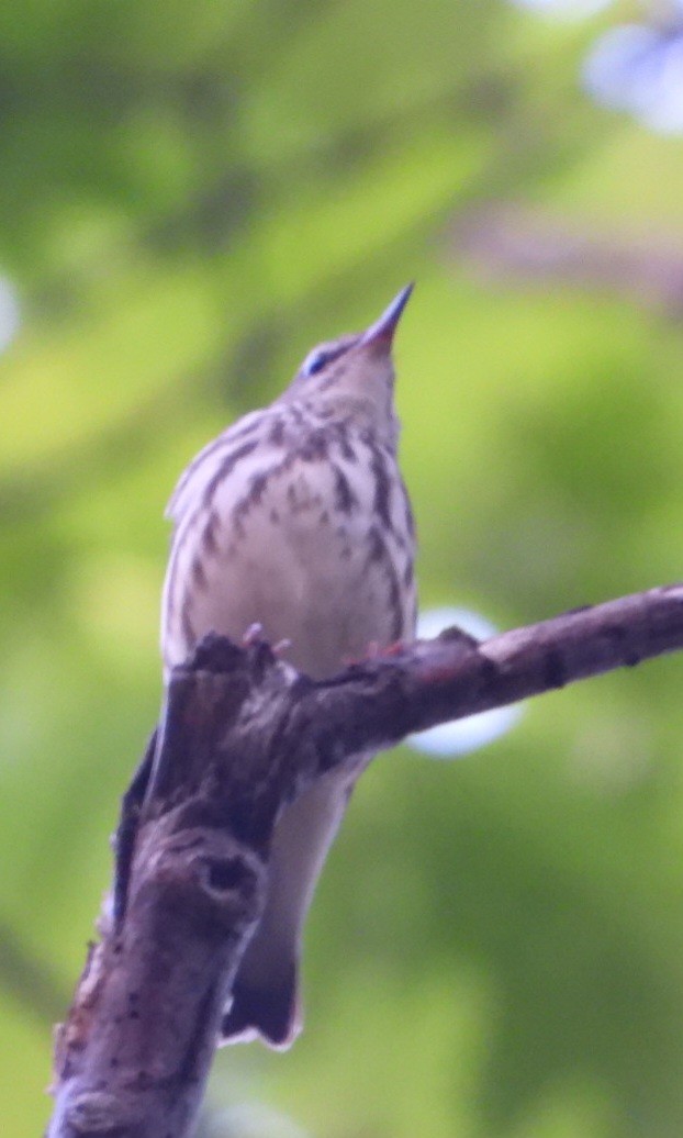 Louisiana Waterthrush - ML635866836