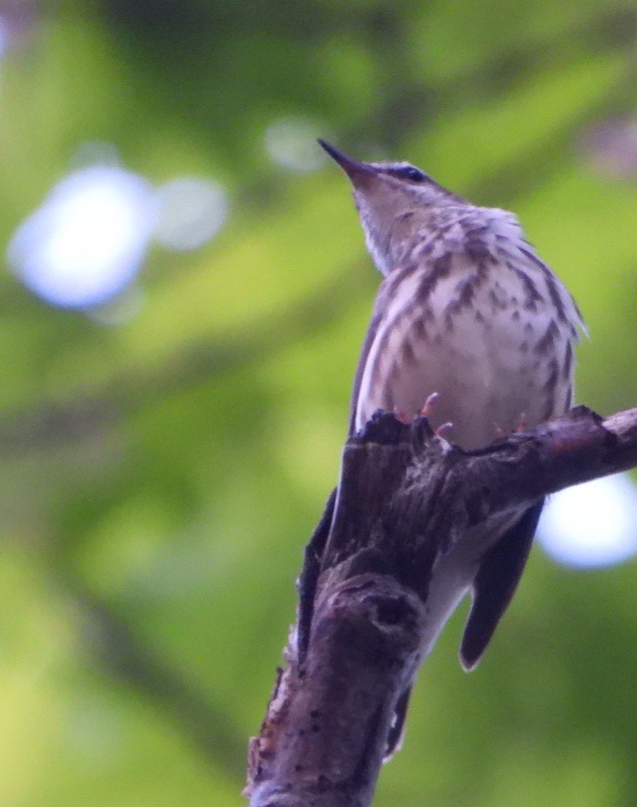 Louisiana Waterthrush - ML635866837