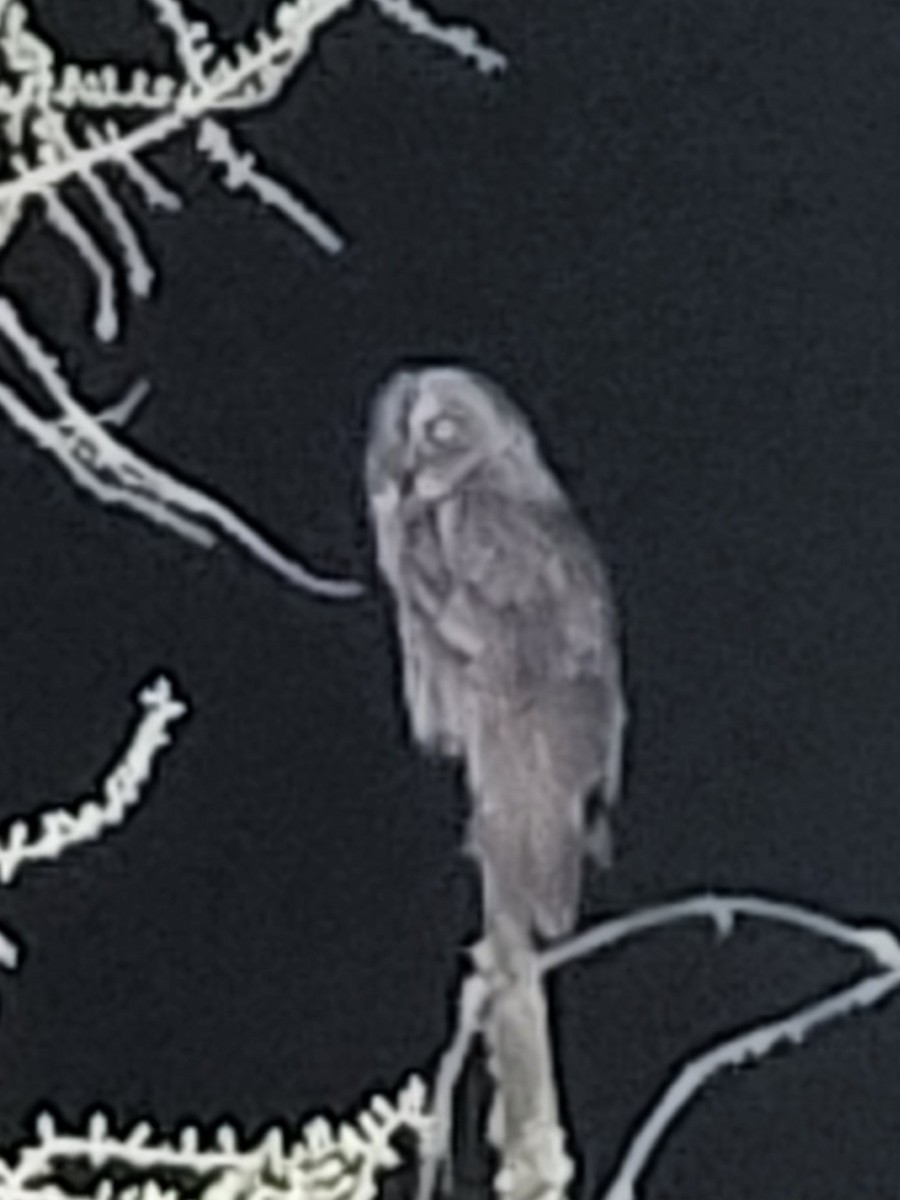 Great Gray Owl - ML635866936